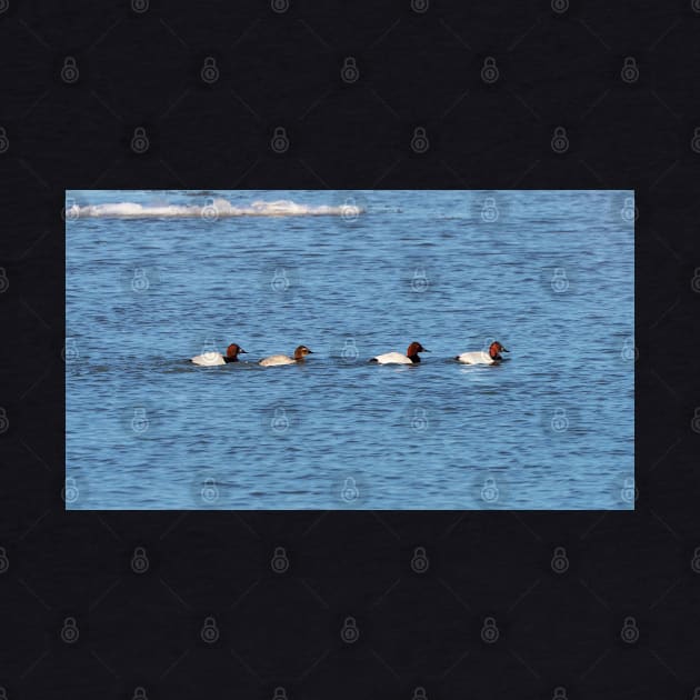 Canvasback Ducks Swimming Along a River by BackyardBirder